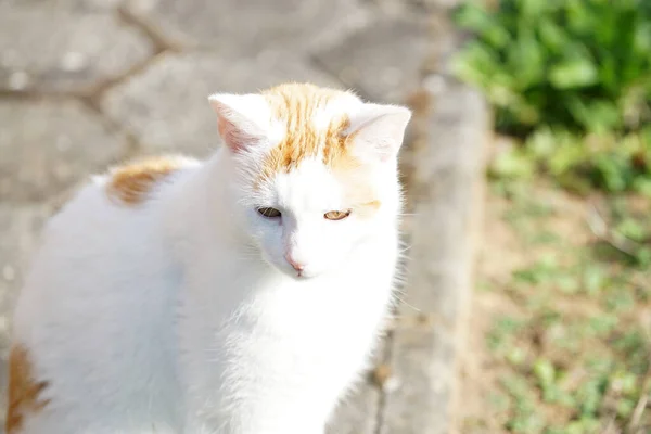 Närbild Vit Katt — Stockfoto