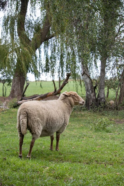 Een Verticaal Schot Van Een Schaap Natuur — Stockfoto