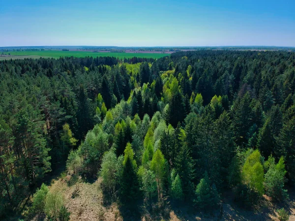 Ένα Πλάνο Υψηλής Γωνίας Ενός Δάσους — Φωτογραφία Αρχείου