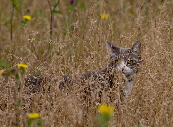 Ein Schöner Blick Auf Die Süße Katze Auf Dem Feld — Stockfoto