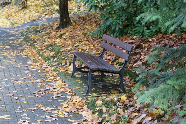 Eine Nahaufnahme Von Einer Bank Park Und Herbstblättern Auf Dem — Stockfoto