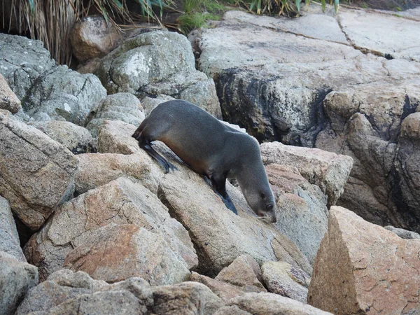 Closeup Seal Rocky Shore Daylight — Stock Photo, Image