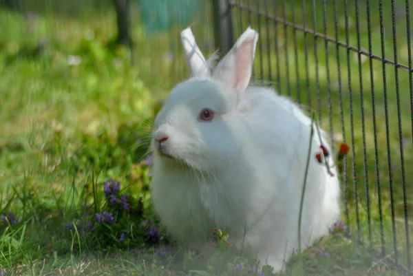 Eine Nahaufnahme Eines Niedlichen Weißen Hasen Der Auf Einem Gras — Stockfoto