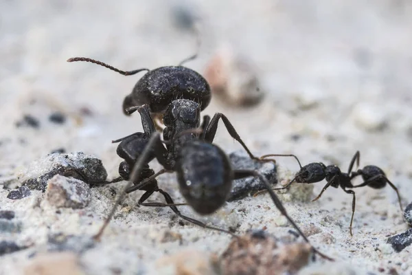 Closeup Shot Ants Ground — Stock Photo, Image