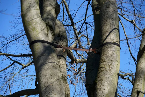 Ein Flacher Schuss Von Bäumen — Stockfoto