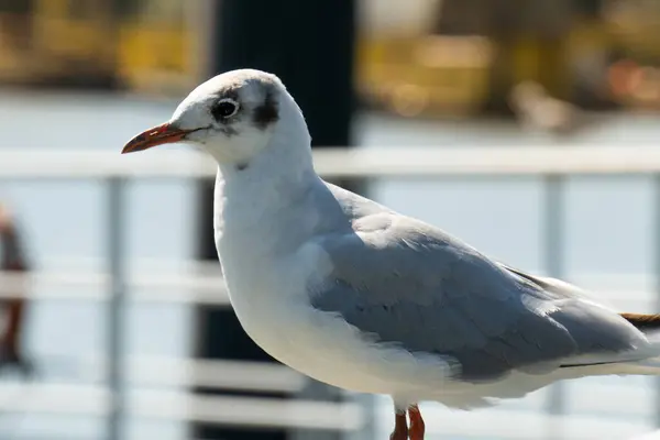 Selective Focus Shot Perched White Seagull — Stock Photo, Image