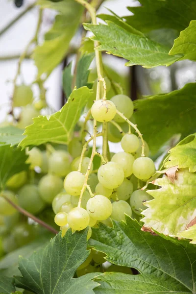 Ein Vertikaler Schuss Weißer Weinrebe — Stockfoto