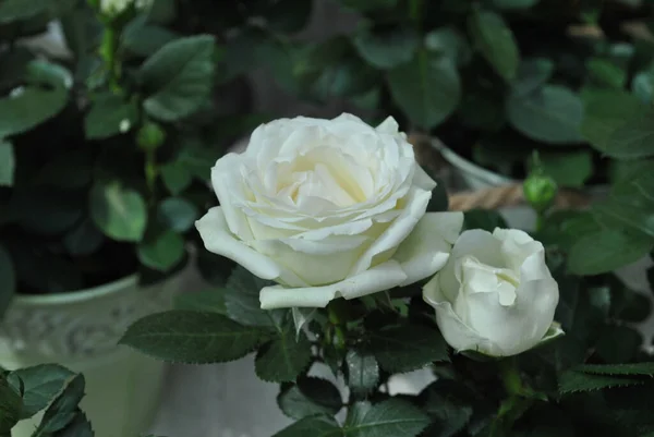 Eine Nahaufnahme Von Schönen Weißen Gartenrosen — Stockfoto