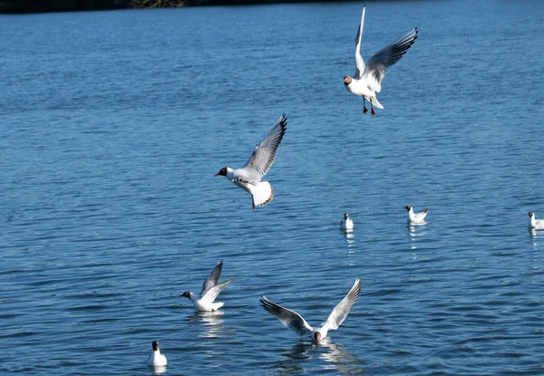 Вибірковий Фокус Птахів Літають Над Океаном — стокове фото