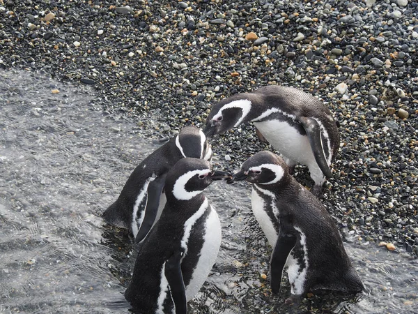 一对漂亮的企鹅夫妇触摸喙的照片 — 图库照片
