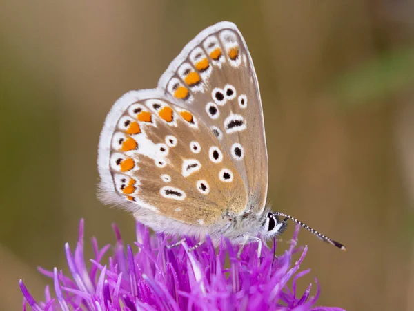 Gros Plan Papillon Assis Sur Fleur — Photo