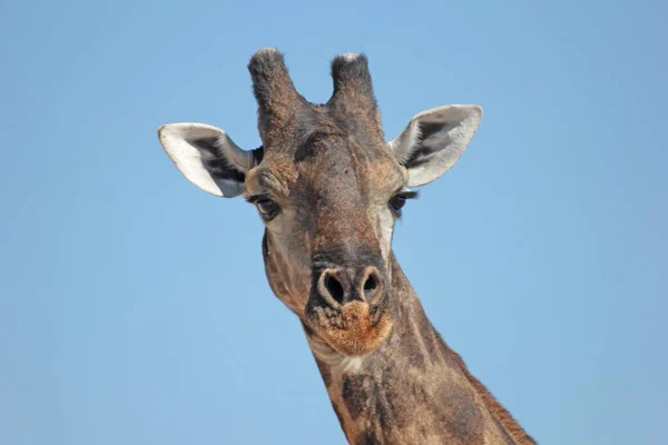 Uma Foto Uma Girafa Fofa — Fotografia de Stock