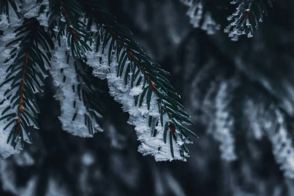 Крупный План Еловых Ветвей Покрытых Снегом Лесу — стоковое фото