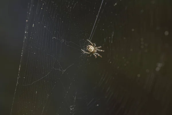 Gros Plan Une Araignée Sur Une Toile Araignée — Photo