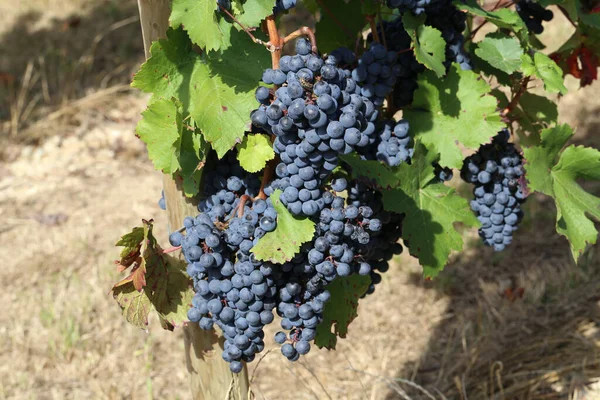 Primer Plano Uvas Viñedo — Foto de Stock