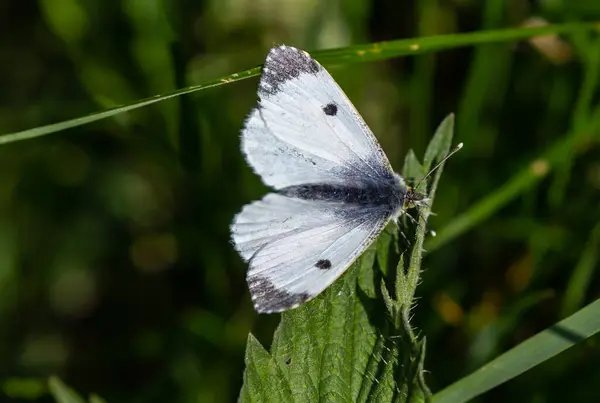 Enfoque Selectivo Una Hermosa Mariposa Blanca Sobre Una Hoja Verde —  Fotos de Stock