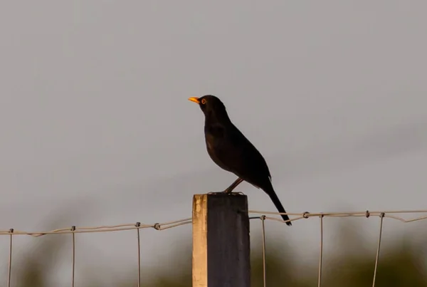 Selektiv Fokusbild Vacker Sittande Fågel — Stockfoto