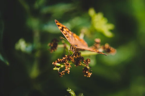 Une Mise Point Sélective Pararge Sur Une Plante Dans Champ — Photo