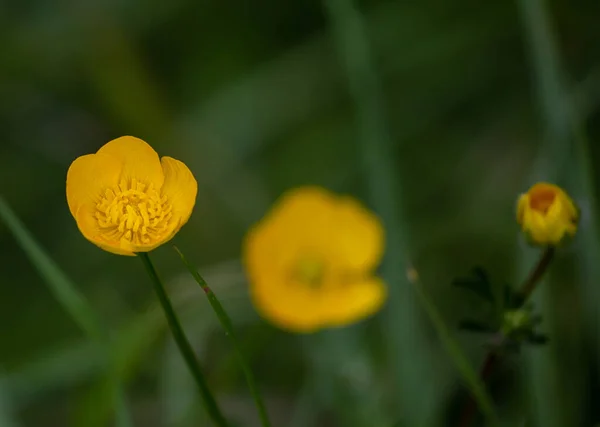 Selective Focus Shot Ranunculus Acris Flowers — Stock Photo, Image