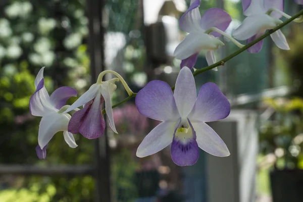 Närbild Pogonia Ophioglossoides — Stockfoto