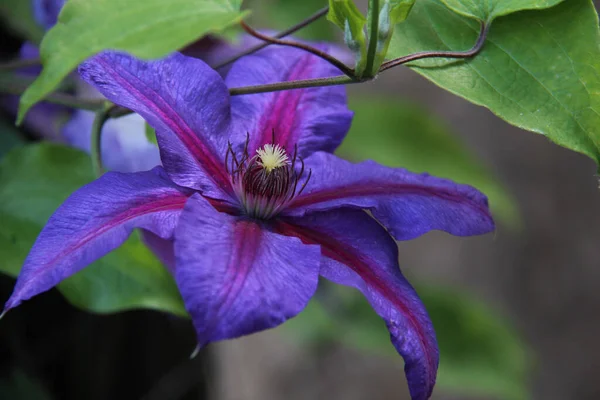 Gros Plan Une Jolie Fleur Sous Lumière Soleil — Photo