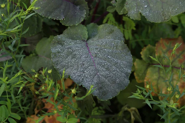 Een Close Van Dauwdruppels Bladeren Van Een Plant — Stockfoto