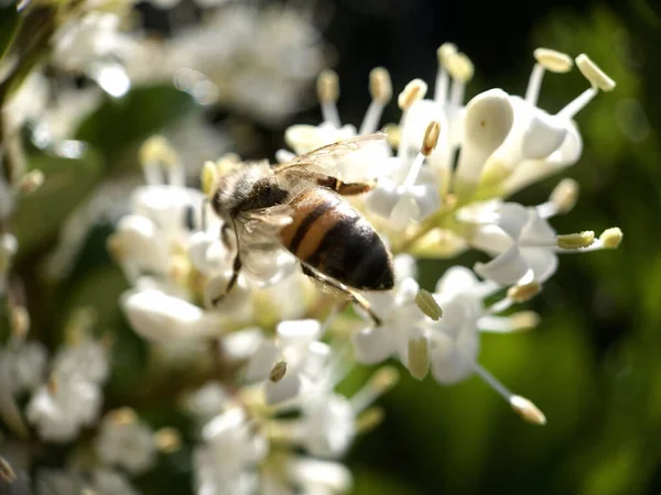 Primer Plano Una Abeja Sobre Flores Blancas Recogiendo Polen — Foto de Stock