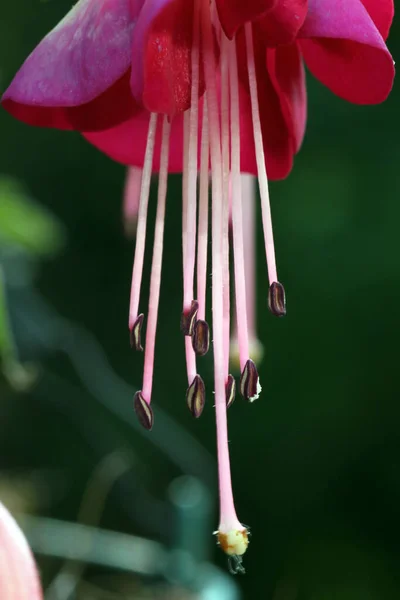 Eine Vertikale Nahaufnahme Einer Schönen Fuchsia Blume Blüte — Stockfoto
