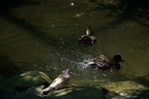 Tiro Alto Ângulo Pato Uma Pomba Uma Lagoa Com Água — Fotografia de Stock