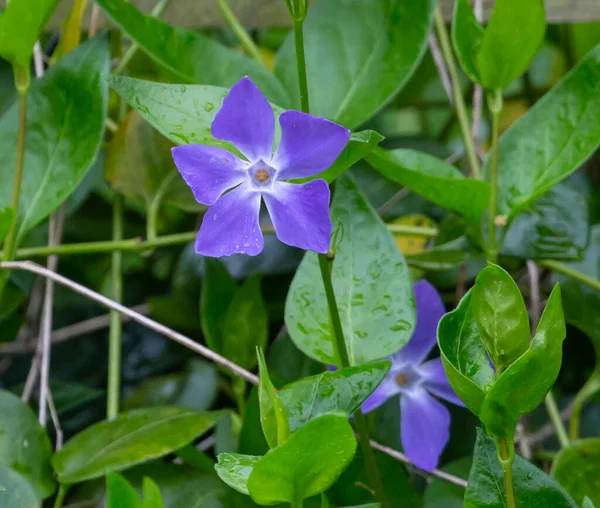 Primer Plano Lindo Periwinkles Bajo Luz Del Sol — Foto de Stock