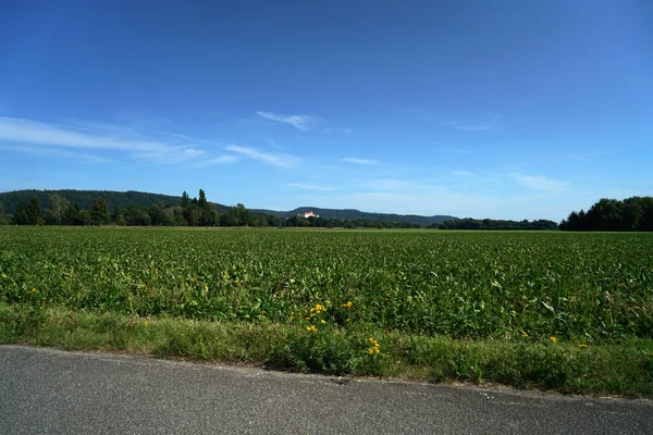 Eine Nahaufnahme Von Grünen Feldern Der Ernte Und Blauem Himmel — Stockfoto
