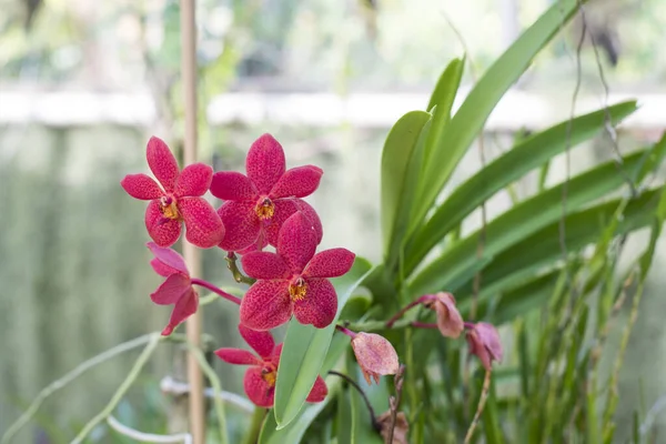 Close Orquídeas Vermelhas Das Filipinas — Fotografia de Stock