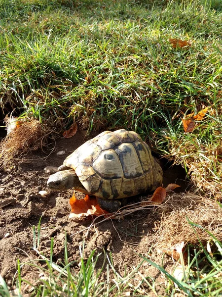 Vertical Closeup Shot Leopard Tortoise Coming Out Hole Ground — Stock Photo, Image