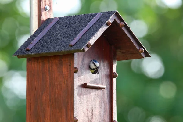 木制鸟盒里的五彩斑斓的小鸟 — 图库照片