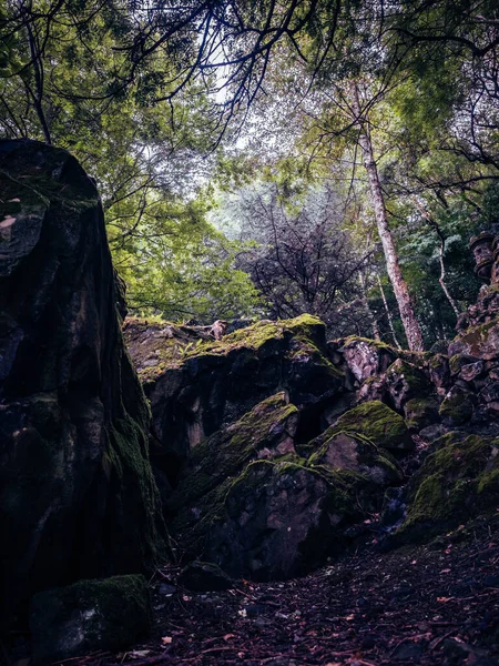 Eine Vertikale Aufnahme Von Steinen Die Mit Moos Bedeckt Sind — Stockfoto