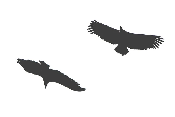 在白色背景上孤立的两只飞鹰的轮廓 — 图库照片