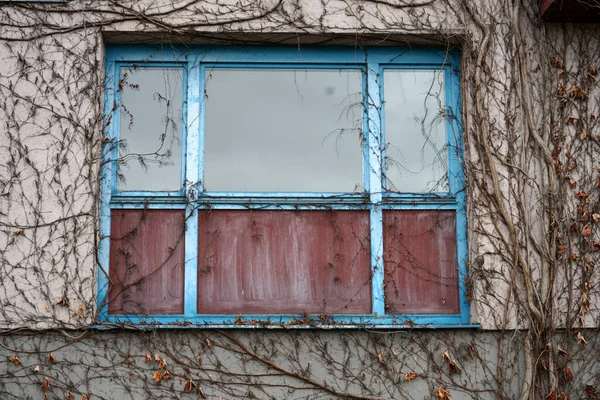 乾燥した忍び寄る植物に囲まれた古い金属窓のクローズアップショット — ストック写真