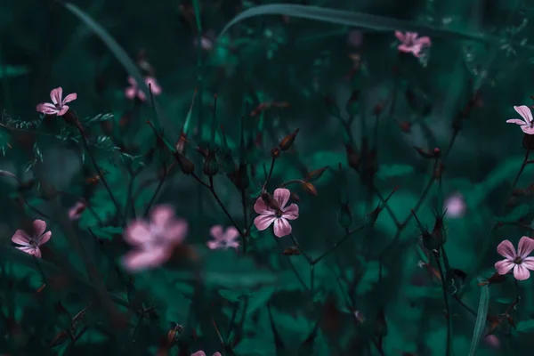 Крупним Планом Знімок Польових Квітів — стокове фото