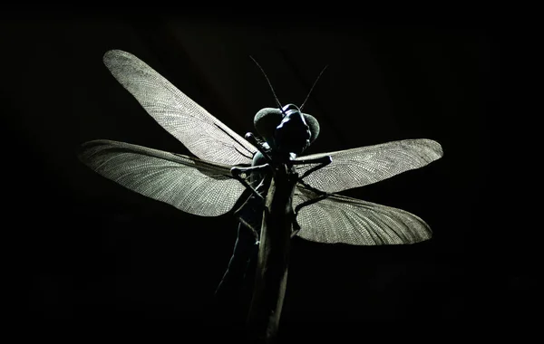 Closeup Shot Dragonfly Black Background — Stock Photo, Image