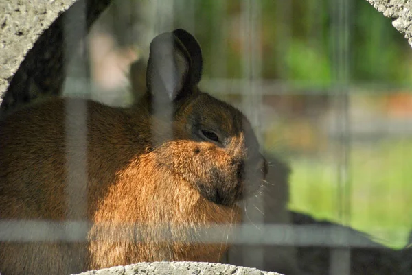ウサギのハッチでかわいい茶色のウサギのクローズアップショット — ストック写真