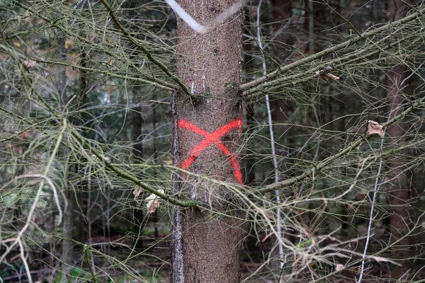 Сосна Лесу Отмеченная Красным Крестом Которую Нужно Срубить — стоковое фото