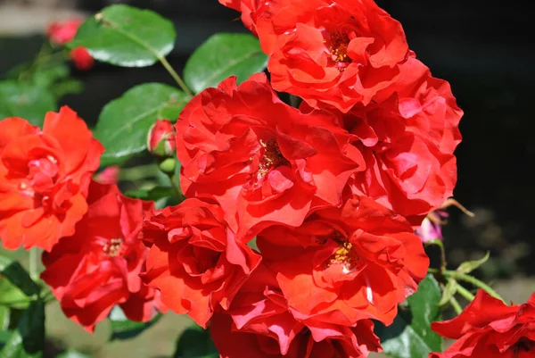 Detailní Záběr Krásné Červené Floribundy Růže Zahradě — Stock fotografie
