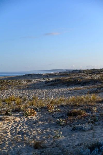 Vertikal Bild Sand Med Växande Gräs — Stockfoto