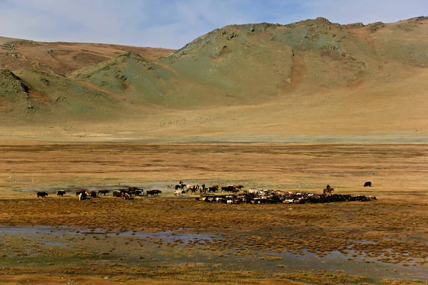 蒙古族哈萨克族游牧民族的生活方式和迁移避暑胜地到秋季野营地 也放养动物 — 图库照片