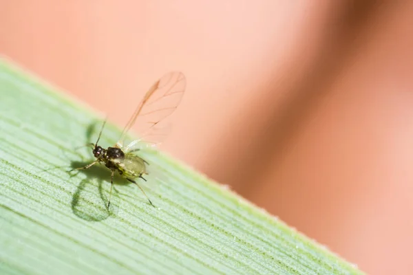 Primer Plano Insecto Una Planta Verde —  Fotos de Stock