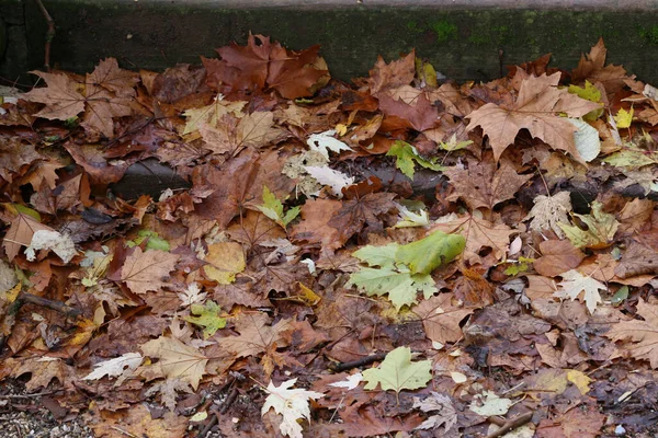 Кленовая Куча Листьев Улице Осенью — стоковое фото