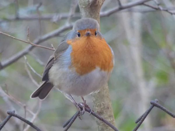 Tiro Perto Pássaro Robin — Fotografia de Stock