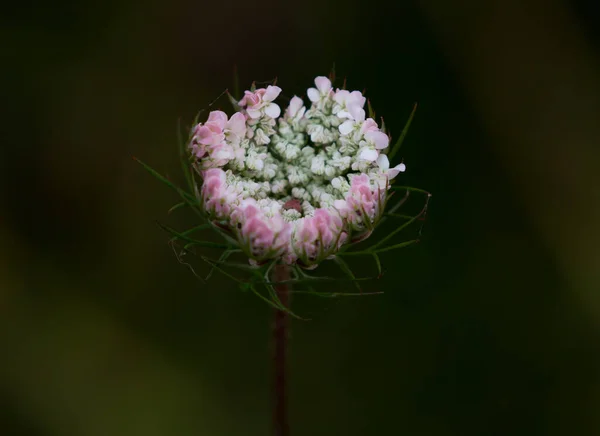 Una Macro Una Flor Silvestre — Foto de Stock
