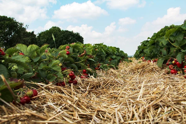 Closeup Strawberry Plants Sunlight Royalty Free Stock Photos