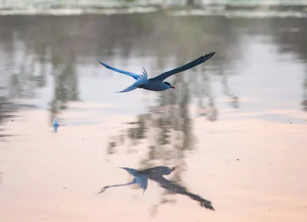 Oiseau Survolant Lac Avec Réflexion Dessus — Photo